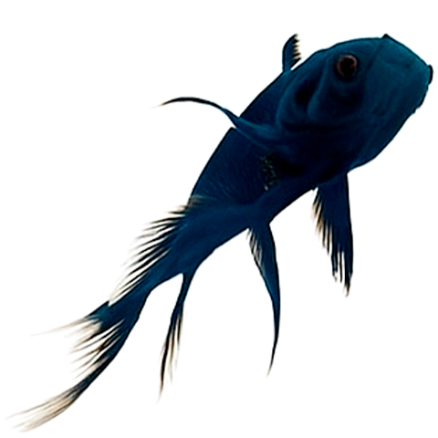 Imagen de un pescado que se saca el atún